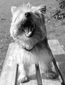 A Yorkshire terrier called Basil woofing